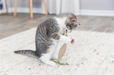 Product image of:TRIXIE RUGBYBAL KARTON / HENNEP BEIGE