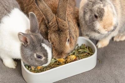 Product image of:TRIXIE VOERBAK / DRINKBAK OVAAL KERAMIEK ASSORTI