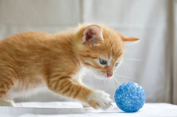 Katten