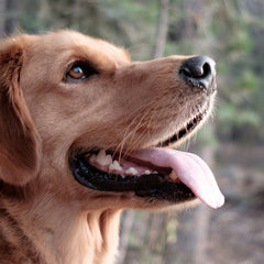Collection image for: Honden