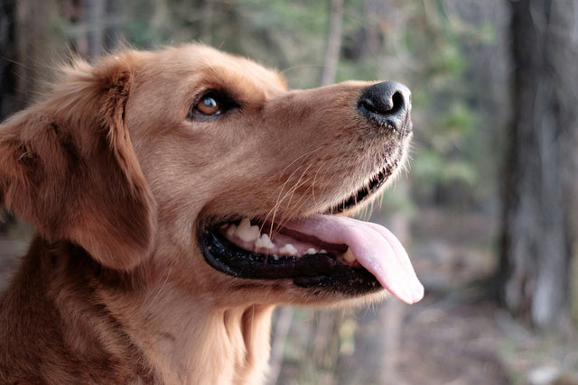 Honden