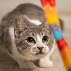 Collection image for: Kattenspeelgoed