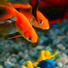 Collection image for: Vissen & Aquarium