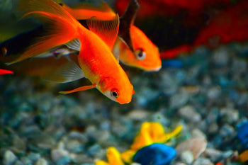 Vissen & Aquarium