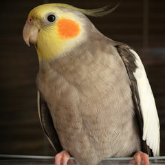 Collection image for: Vogels