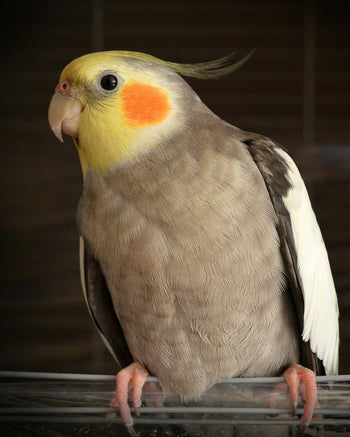 Vogels