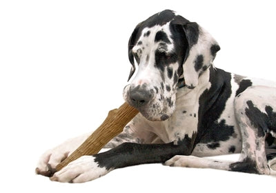 Product image of:PETSTAGES DOGWOOD DURABLE STICK