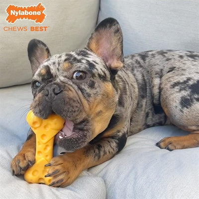 Product image of:NYLABONE DURA CHEW CHEESE BONE