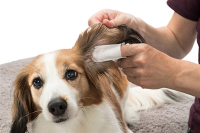 Product image of:TRIXIE EAR CARE VINGERPADS