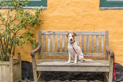 Product image of:TRIXIE HONDENRIEM PREMIUM ROOD