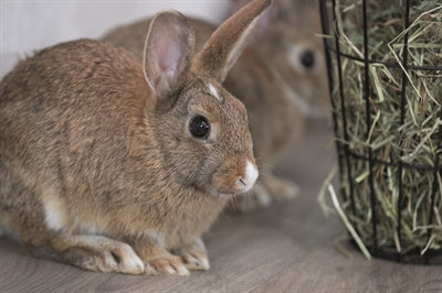 Product image of:TRIXIE HOOIRUIF HANGEND MET DEKSEL