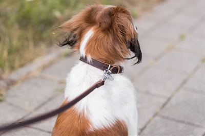 Product image of:TRIXIE HONDENRIEM RUSTIC VETLEER DONKERBRUIN