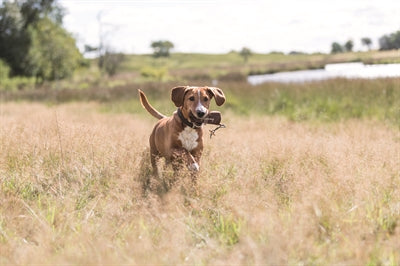 Product image of:TRIXIE PREYDUMMY CANVAS BRUIN