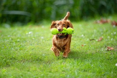 Product image of:TRIXIE LATEX KIKKER-HALTER MET GELUID GROEN