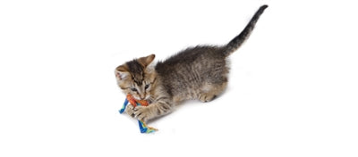 Product image of:CATSTAGES CATNIP DENTAL HEALTH CHEW