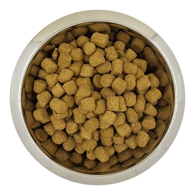 Product image of:YOURDOG CHIEN FRANï¿½AIS BLANC ET ORANGE VOLWASSEN