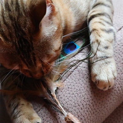 Product image of:CROCI EUPHORIA KATTENHENGEL MATATABI PAUWENVEER