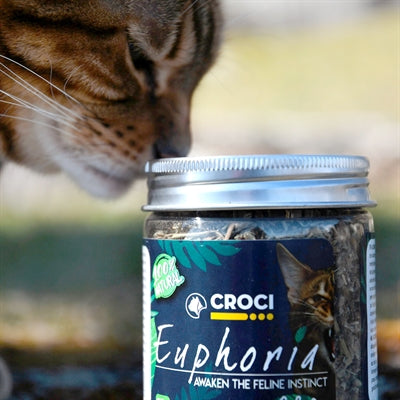 Product image of:CROCI EUPHORIA CATNIP POT