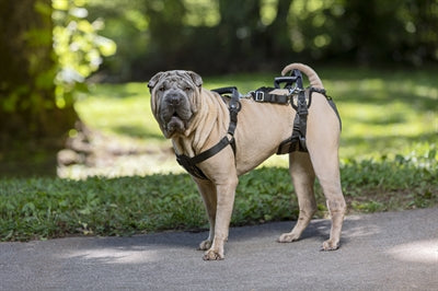 Product image of:PETSAFE CARELIFT VOOR EN ACHTER