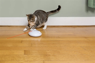 Product image of:PETSAFE ZIP