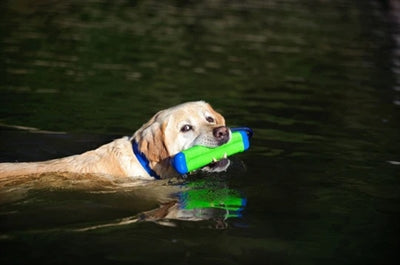 Product image of:CHUCKIT AMPHIBIOUS BUMPER ASSORTI