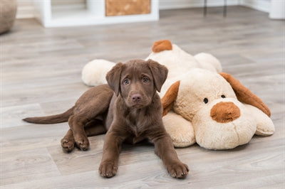 Product image of:TRIXIE KNUFFEL HONDBENNY PLUCHE BEIGE / BRUIN