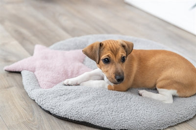 Product image of:TRIXIE PUPPY LIGMAT STER GRIJS / LILA