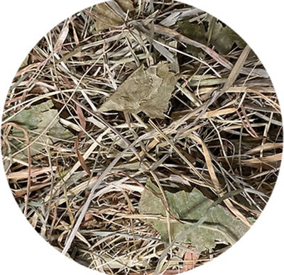 Product image of:UTOPIA TIMOTHY HOOI MET BERKENBLAD