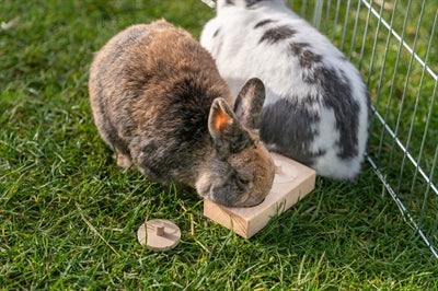 Product image of:TRIXIE SNACK BOX VOOR RATTEN EN KONIJNEN HOUT