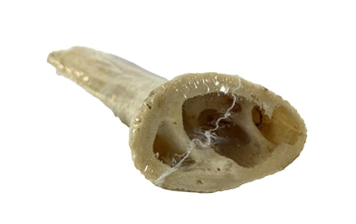 Product image of:PETSNACK HOORN CORE