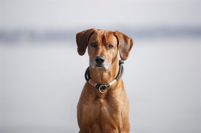 Product image of:TRIXIE BE NORDIC HALSBAND HOND HALF-SLIP ZWART / ZAND