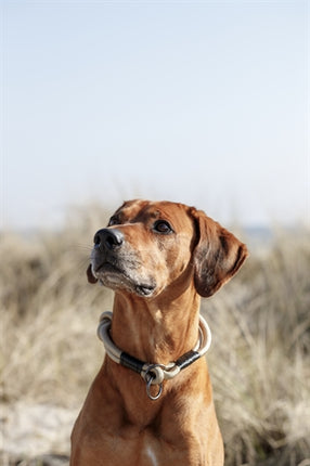 Product image of:TRIXIE BE NORDIC HALSBAND HOND HALF-SLIP ZAND / ZWART