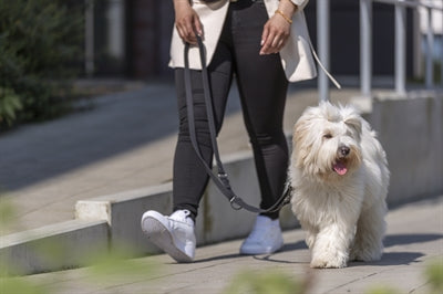 Product image of:TRIXIE CITYSTYLE HONDENRIEM VERSTELBAAR PVC ZWART