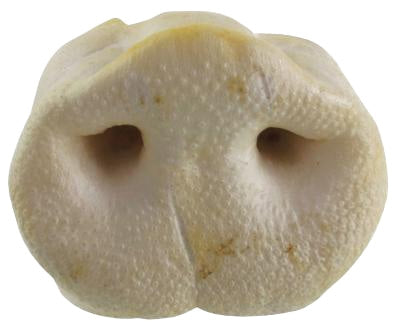 Product image of:PETSNACK GEPOFTE VARKENSNEUZEN