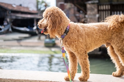 Product image of:MORSO HONDENRIEM VERSTELBAAR GERECYCLED SPRING BLOSSOM