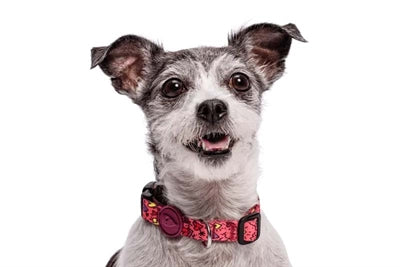 Product image of:MORSO HALSBAND HOND GERECYCLED PINK THINK ROZE