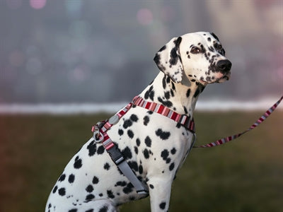 Product image of:MORSO HONDENRIEM VERSTELBAAR GERECYCLED SKYLINE ROOD / ROZE