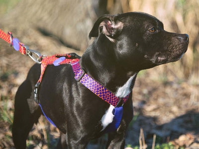 Product image of:MORSO HONDENTUIG H-TUIG GERECYCLED URBAN LIZARD ROOD