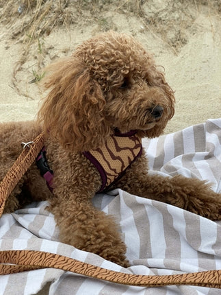 Product image of:MORSO HONDENRIEM VERSTELBAAR GERECYCLED JUNGLE DRUM ORANJE