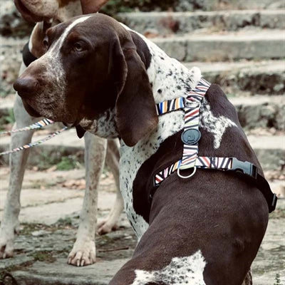 Product image of:MORSO HONDENTUIG H-TUIG GERECYCLED SPAGHETTI INCIDENT