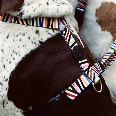 Product image of:MORSO HONDENTUIG H-TUIG GERECYCLED SPAGHETTI INCIDENT