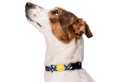 Product image of:MORSO HALSBAND HOND GERECYCLED COLOR INVADERS PAARS