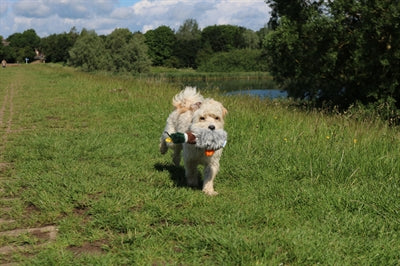 Product image of:HAPPY PET MIGRATOR PLUCHE WILDE EEND