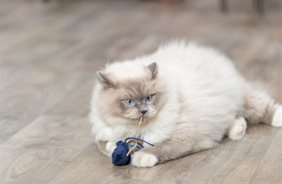 Product image of:TRIXIE ZEEDIER PLUCHE MET CATNIP ASSORTI