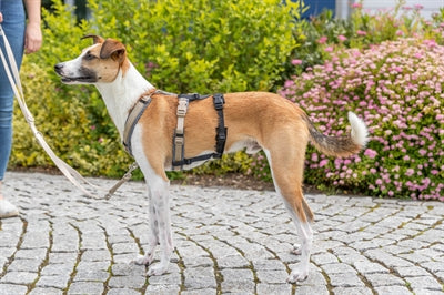 Product image of:TRIXIE PANIEKADAPTER STAY VOOR TUIGEN ZWART