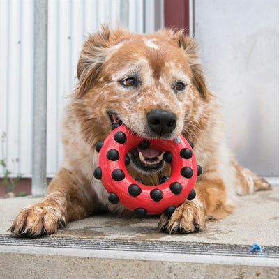 Product image of:KONG DOTZ CIRCLE