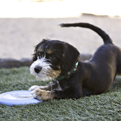 Product image of:KONG PUPPY FLYER ASSORTI