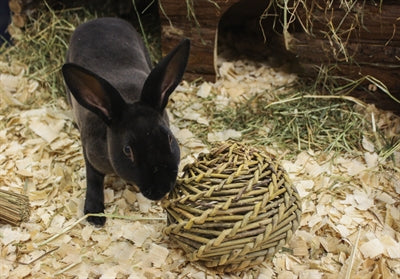 Product image of:HAPPY PET SPEELBAL WILG