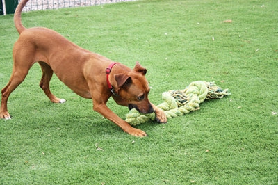 Product image of:HAPPY PET KING SIZE TUG FLOSTOUW