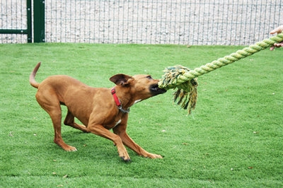 Product image of:HAPPY PET KING SIZE TUG FLOSTOUW